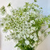 Queen Anne’s Lace CA-Grown - 10st
