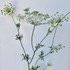 Queen Anne’s Lace CA-Grown - 10st