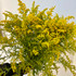 Solidago Yellow CA-Grown - 10st