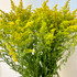 Solidago Yellow CA-Grown - 10st