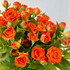 Spray Rose Orange CA-Grown - 10st