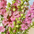 Larkspur Pink CA-Grown - 10st