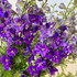 Larkspur Purple CA-Grown - 10st