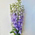 Delphinium Lavender Hybrid CA-Grown - 5st