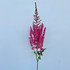 Astilbe Burgundy - 10st