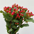 Hypericum Red - 10st