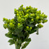 Hypericum Green - 10st