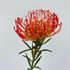 Orange pincushion protea