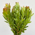 leucadendron