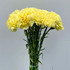 Carnations Yellow - 25st