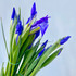 Iris Purple/Blue CA-Grown - 10st