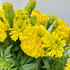 Marigold Yellow - 7st Marigold Yellow - 7st