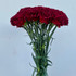 Carnation Burgundy - 25st