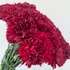 Carnation Burgundy - 25st