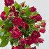 Spray Rose Burgundy (Rubicon) CA-Grown - 10st