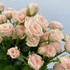 Spray Rose Peach (Jana) CA-Grown - 10st