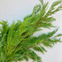 Port Orford Cedar bundles for wholesale Port Orford Cedar bundles for wholesale