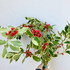 Variegated holly bunches for wholesale