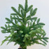 noble fir bunch for wholesale