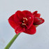 Amaryllis Red - 1 st.