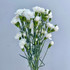 Mini Carnations White - 10st 