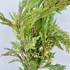 Incense Cedar - 2#