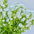 Phlox White - 10st