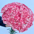 Carnations Peppermint - 25st
