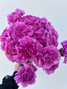 purple carnations wholesale