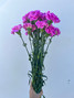 purple carnations wholesale