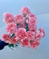 pink carnations wholesale