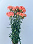 orange carnations wholesale