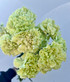 green carnation wholesale