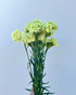 green carnation wholesale