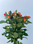 orange spray roses wholesale