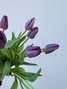 purple tulips wholesale