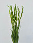 Gladiolus White (Gladiola) - 10st