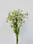 Astrantia White - 10st 