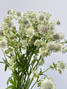 Astrantia White - 10st 