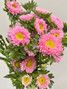 Matsumoto Aster Pink (CA-Grown) - 10st