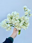 Narcissus Double White - 10st