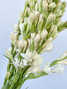 Tuberose - 10st (Ca-Grown)