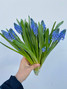 Muscari Blue - 15st