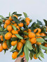Kumquat Ornamental Ca-Grown - GB
