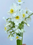 Narcissus White - 10st