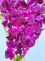 Dendrobium Orchid Purple - 10st