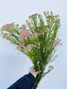 Rice Flower Pink - 10st