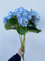 Hydrangea Light Blue Premium - 5st