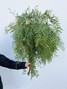 Pepperberry Foliage - 10st 
