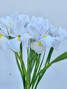 Iris White - 10st
